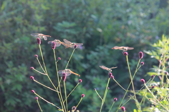 오이풀꽃과 고추잠자리